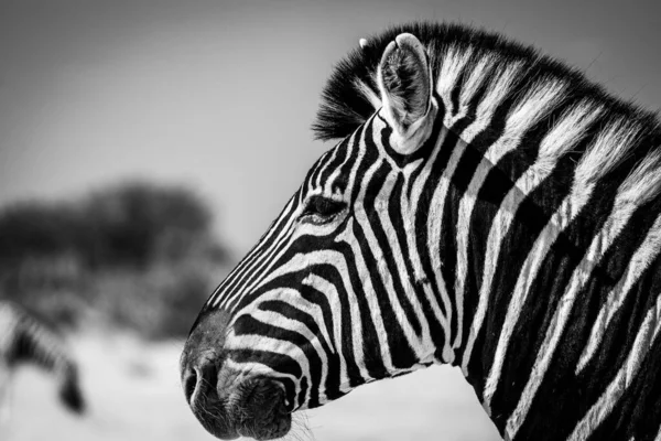 Imagine Closeup Unei Zebre Frumoase Safari Cerul Fundal Neclară — Fotografie, imagine de stoc