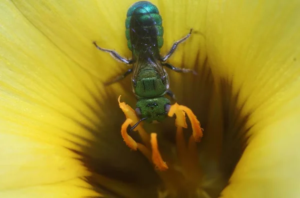 A Metallic Green Sweat Bee feeds on a yellow flower