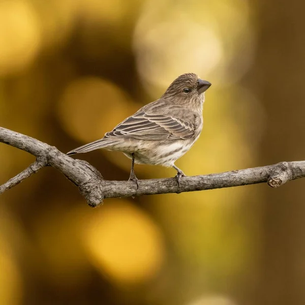 Closeup Cute Little Sparrow Perched Thin Branch Bright Yellow Bokeh — Stock Photo, Image