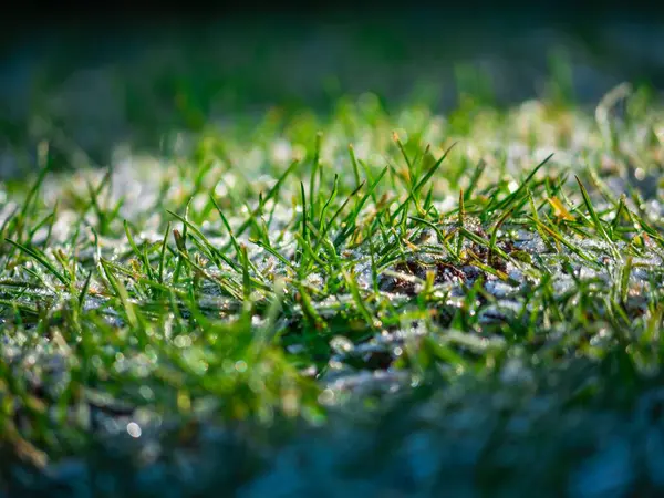 草地に雪に覆われた草の選択的なフォーカスショット — ストック写真