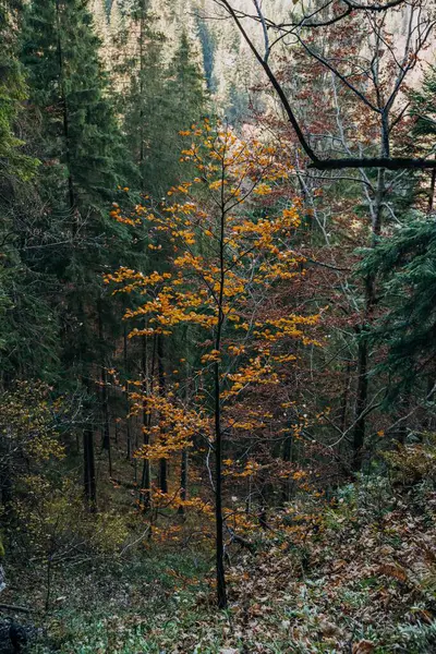 秋の森の中の木の垂直ショット — ストック写真