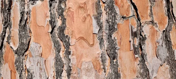 木の幹の表面の終わり — ストック写真