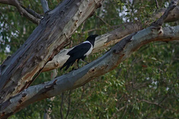 Ένα Μαύρο Κοράκι Σκαρφαλωμένο Στο Κλαδί Του Δέντρου — Φωτογραφία Αρχείου
