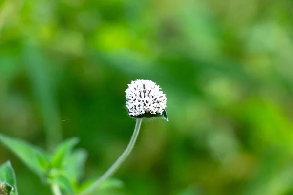 Sebuah Gambar Closeup Dari Bunga Melanthera Nivea Taman — Stok Foto