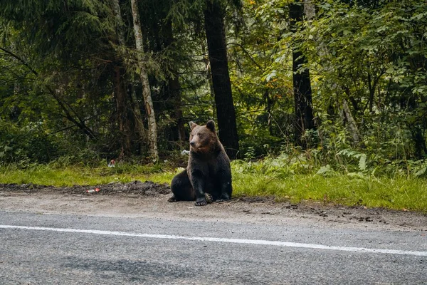 Urso Pardo Uma Floresta Perto Estrada Durante Dia — Fotografia de Stock
