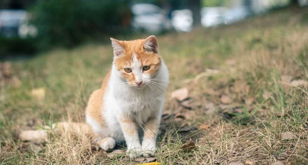 Großaufnahme Einer Gestromten Katze Die Grünen Gras Sitzt — Stockfoto