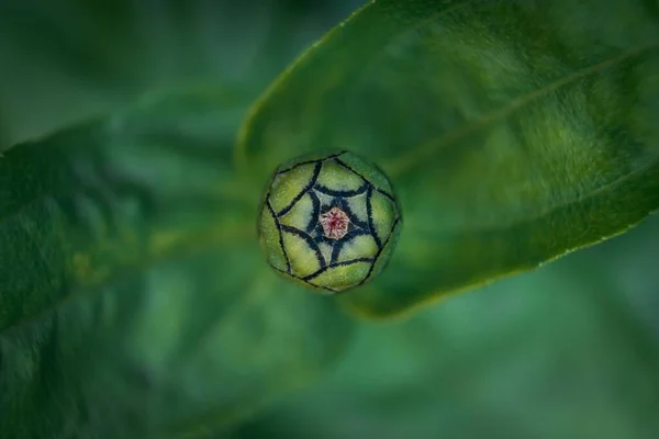 Widok Góry Zielonego Pączka Kwiatu Zielonymi Liśćmi Rozmytym Tle — Zdjęcie stockowe