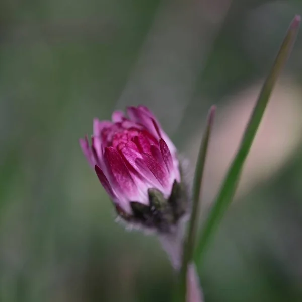 Een Close Shot Van Roze Bloem Tuin — Stockfoto