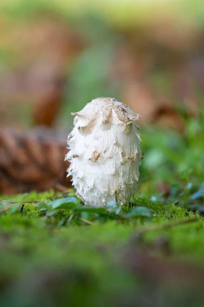 Una Piccola Criniera Shaggy Fungo Nella Foresta — Foto Stock