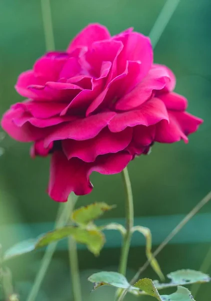 Eine Vertikale Nahaufnahme Einer Blühenden Leuchtend Rosa Rose Auf Einem — Stockfoto