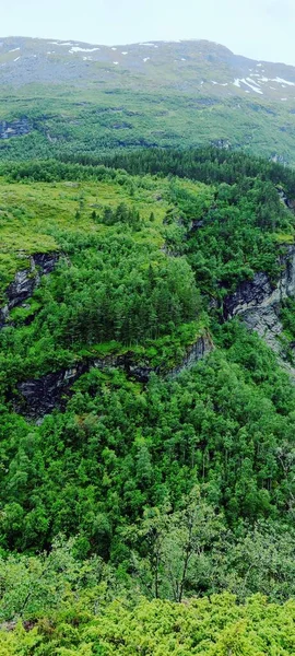 Függőleges Lövés Zöld Sűrű Erdő Akerneset Hegy More Romsdal Norvégia — Stock Fotó