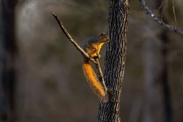 一只可爱的棕色松鼠站在树枝上 背景模糊的特写镜头 — 图库照片