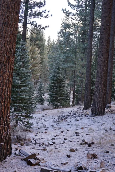 Paesaggio Verticale Foresta Innevata Con Alberi Sempreverdi Inverno — Foto Stock