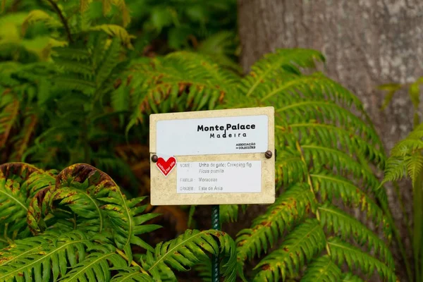 Primo Piano Cartello Informativo Nel Giardino Tropicale Monte Palace Madeira — Foto Stock