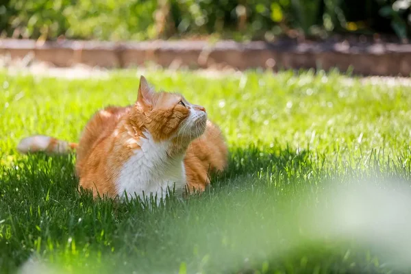 Крупним Планом Знімок Чарівної Помаранчевої Кішки Сидить Траві Під Впливом — стокове фото