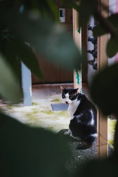 Вертикальный Снимок Грязной Бездомной Кошки Сидящей Размытым Кустом — стоковое фото