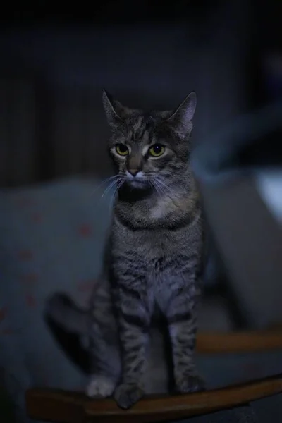 在房间里 一只灰蒙蒙的家猫坐在一张木制椅子上 灯光照亮了它的特写镜头 — 图库照片