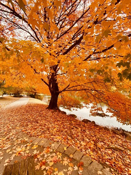 Eine Vertikale Aufnahme Eines Baumes Park Mit Schönem Herbstlaub — Stockfoto