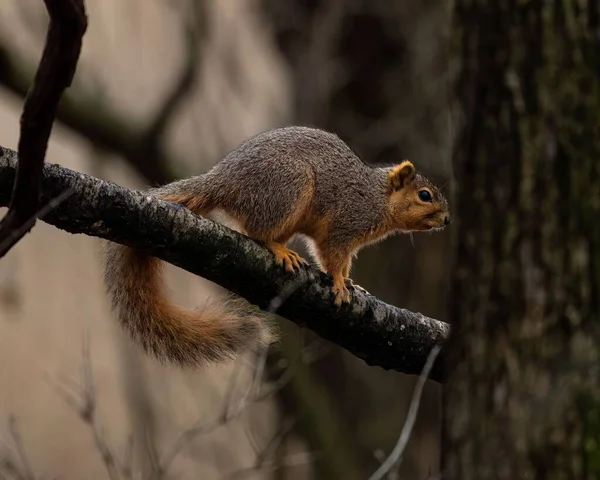 Nahaufnahme Eines Schönen Fuchshörnchens Das Auf Einem Ast Einem Wald — Stockfoto