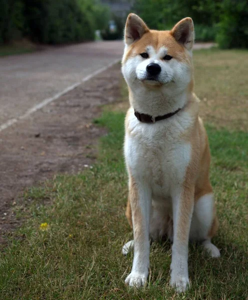 Perro Japonés Akita Inu Parado Sobre Hierba Parque Día Soleado —  Fotos de Stock