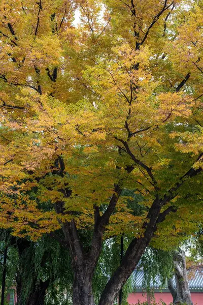 Vertikální Záběr Žlutého Stromu Podzim — Stock fotografie
