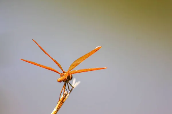 Eine Nahaufnahme Der Libelle Perithemis Intensa Auf Einem Zweig Arizona — Stockfoto
