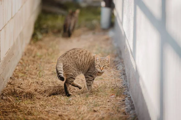 乾燥草の狭い通路に灰色の猫 — ストック写真