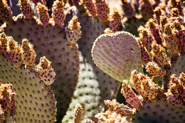 Detailní Záběr Opuntia Rufida Nebo Pichlavý Hruškový Kaktus Rostoucí Zahradě — Stock fotografie