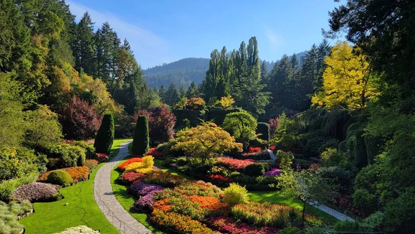 Una Hermosa Vista Coloridas Flores Rodeadas Espesos Arbustos Árboles Soleado — Foto de Stock