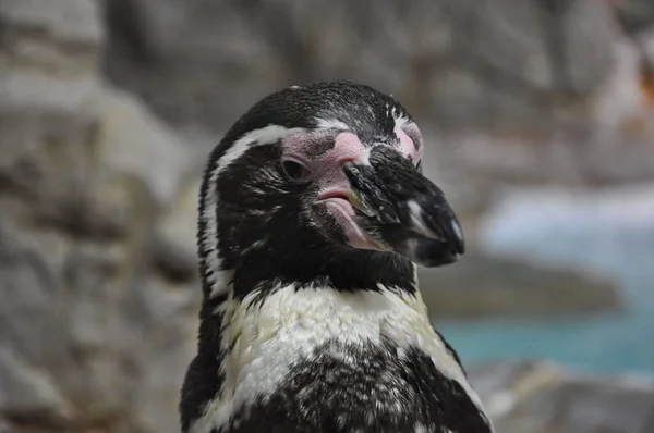 Portrait Humboldt Penguin Resting Seashore — Stock Photo, Image