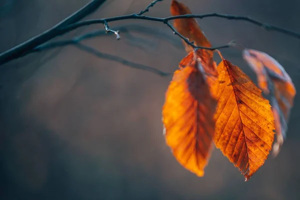 Крупный План Жёлтого Листа Дереве Осень Осень — стоковое фото
