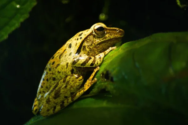 Beautiful Closeup Frog Leaf — Stock Photo, Image