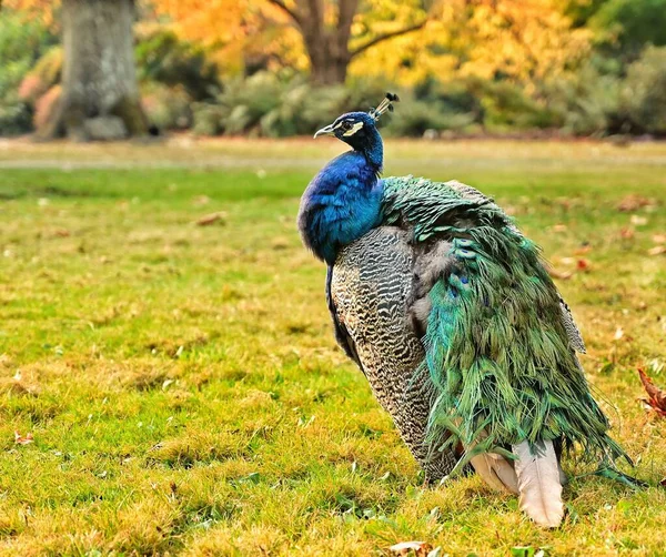 Vacker Stolt Påfågel Med Grön Och Blå Fjäderdräkt Solig Park — Stockfoto