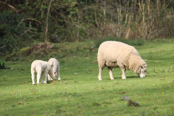 彼女の後ろに彼女の2人の赤ん坊と日当たりの良い緑のフィールドでの木製の母親の羊の放牧 — ストック写真