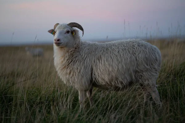 Futro Skudde Owca Ovis Aries Zakrzywionych Rogów Stojących Polu Trawie — Zdjęcie stockowe