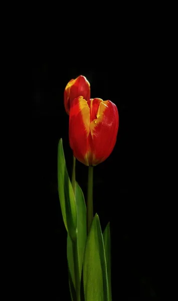 Una Flor Roja Del Tulipán Con Fondo Oscuro Fondo Pantalla —  Fotos de Stock