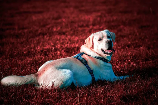 Simpatico Labrador Beige Sull Erba — Foto Stock