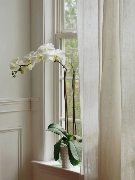 Phalaenopsis Memberikan Tampilan Segar Rumah Bunga Bunga Penanam Dan Vas — Stok Foto