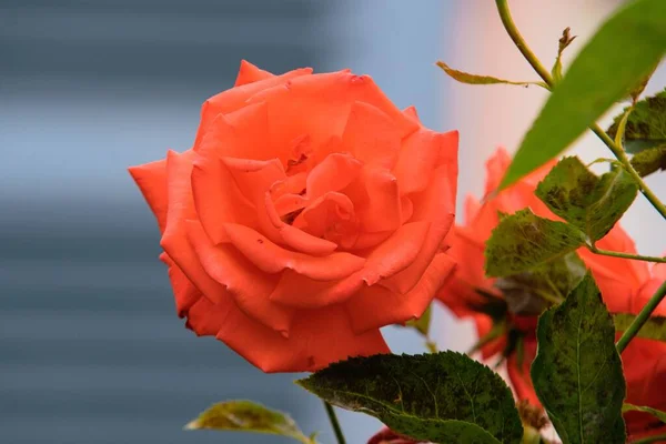 Ein Schöner Blick Auf Eine Rote Rose Garten — Stockfoto