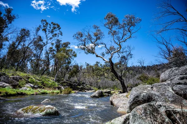 美丽的景色 一条小溪流过树木环绕的岩石 — 图库照片