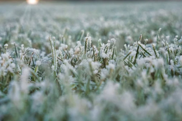 背景がぼやけているフィールドで霜に覆われた草の閉鎖 — ストック写真