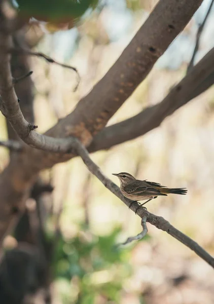 Pionowe Zbliżenie Ujęcia Palm Warbler Ptaszka Stojącego Gałęzi Drzewa — Zdjęcie stockowe