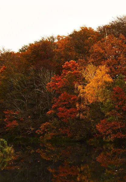 Een Verticale Close Van Rode Gele Bomen Tegen Troebele Lege — Stockfoto
