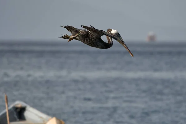 Płytkie Ujęcie Ostrości Peruwiańskiego Pelikana Latającego Nad Morzem — Zdjęcie stockowe