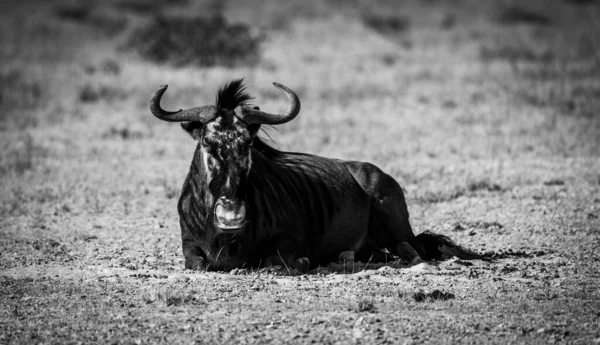 Een Grijsaard Van Een Waterbuffel Bubalus Bubalis Rustend Safari Wazige — Stockfoto