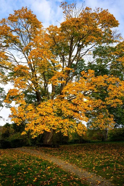 stock image A vertical shot of a path leading to a single yellow tree. Benches around the plant on an autumn day