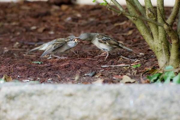 Closeup Couple True Sparrows Passer Fighting Food Park Sitting Ground — Stock Photo, Image