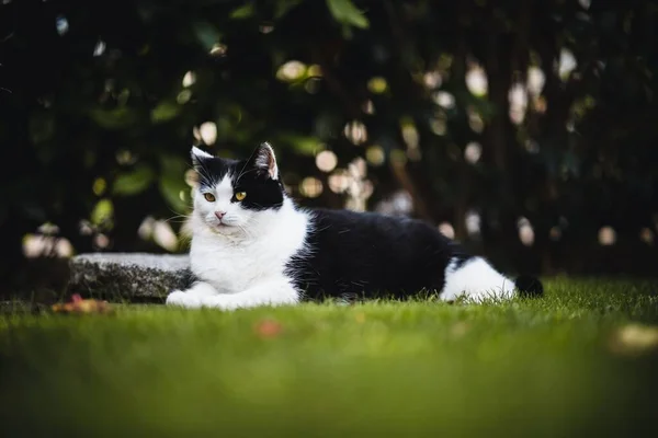 Selektive Einer Faulen Katze Die Sich Auf Grünem Gras Ausruht — Stockfoto