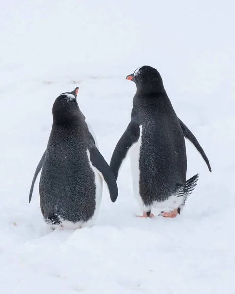 Μια Κάθετη Λήψη Πιγκουίνων Που Περπατούν Στην Ανταρκτική Χειμώνα — Φωτογραφία Αρχείου