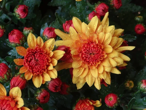 Top View Closeup Shot Bright Dahilas Waterdrops Gentle Petals — Stock Photo, Image